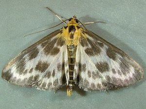 Anania hortulata