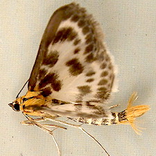 Anania hortulata