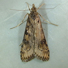 Nomophila nearctica