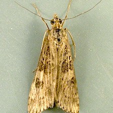 Nomophila nearctica