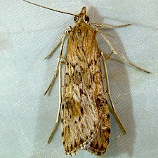 Nomophila nearctica