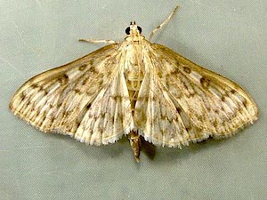 Herpetogramma thestealis