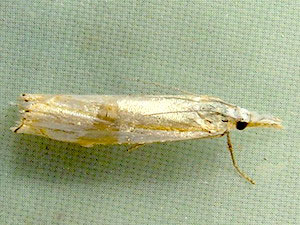 Crambus pascuella