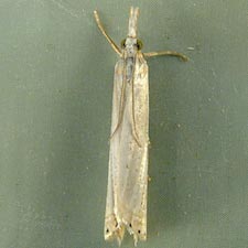 Crambus pascuella