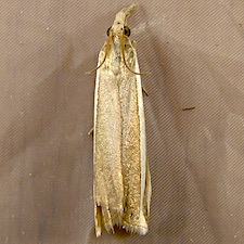 Crambus unistriatellus