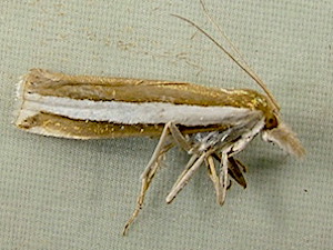 Crambus unistriatellus