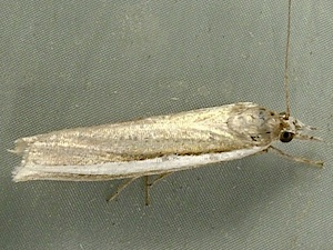 Crambus unistriatellus