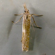 Crambus leachellus