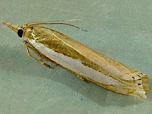 Crambus leachellus