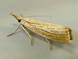 Agriphila straminella