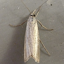 Agriphila straminella