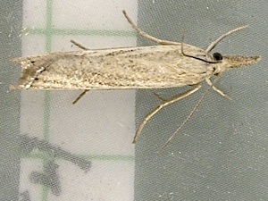 Agriphila straminella