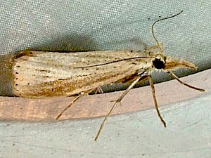 Agriphila straminella