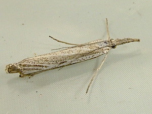 Agriphila attenuatus