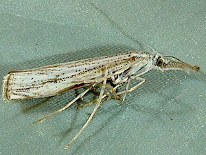 Agriphila attenuatus