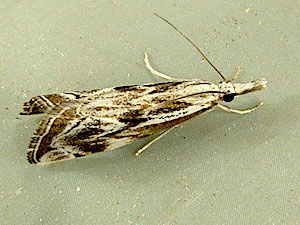 Catoptria oregonicus