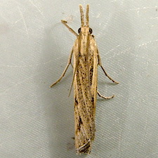 Pediasia trisecta