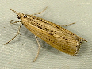 Pediasia trisecta