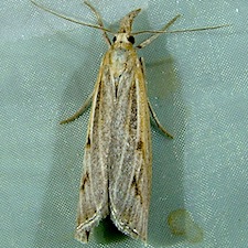 Pediasia trisecta