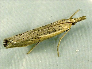 Pediasia trisecta