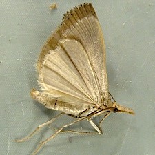 Pediasia trisecta