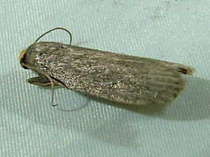 Achroia grisella