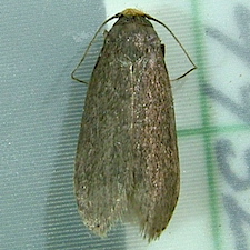 Achroia grisella