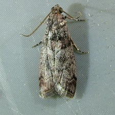 Promylea lunigerella