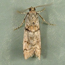 Promylea lunigerella