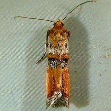 Dasypyga alternosquamella