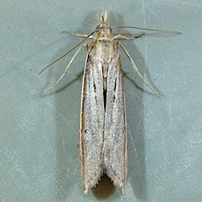 Pima albiplagiatella