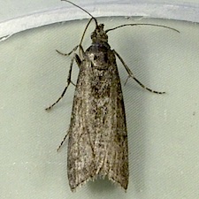 Oreana unicolorella