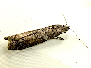 Pyla fusca