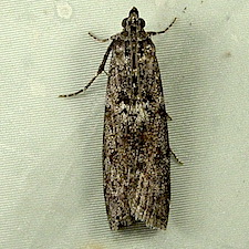 Pyla fusca