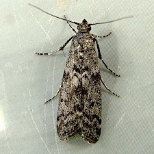 Pyla fusca