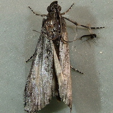 Pyla fusca