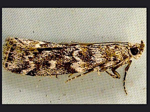 Dioryctria reniculelloides