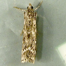 Dioryctria reniculelloides