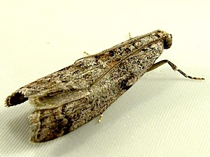 Dioryctria reniculelloides