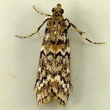 Dioryctria reniculelloides