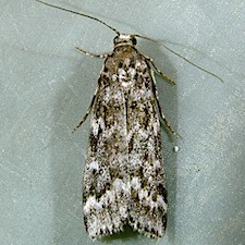 Dioryctria reniculelloides