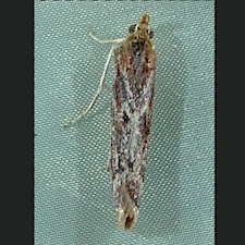 Ancylosis albipenella