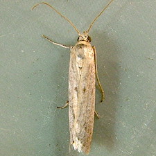 Homoeosoma electella