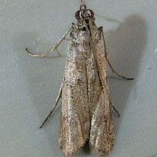 Homoeosoma electella