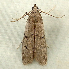 Vitula serratilineella