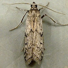 Vitula serratilineella