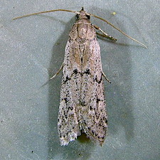 Vitula serratilineella