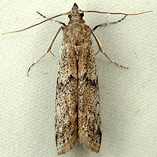 Ephestia elutella