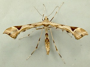 Platyptilia carduidactylus