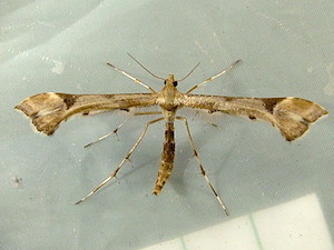 Platyptilia carduidactylus